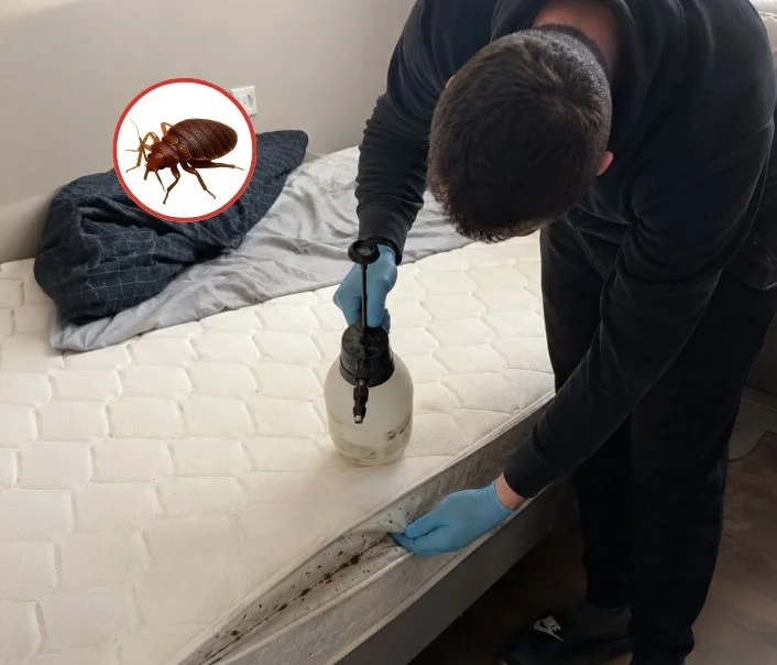 Technicien traitant un matelas contre les punaises de lit à Angerville